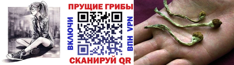 Псилоцибиновые грибы Psilocybe  купить наркоту  блэк спрут ссылки  Химки 